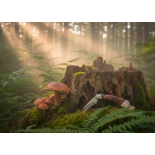 Mushroom knife PILZ Schwarzwolf